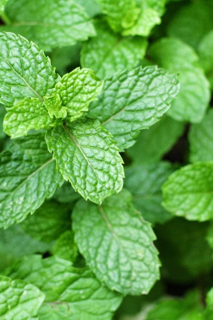 mint leaves and plant
