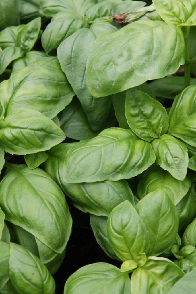 basil leaves and plants
